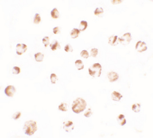 Immunocytochemistry - Anti-TRIM24 antibody (AB211300), expandable thumbnail