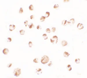 Immunocytochemistry - Anti-TRIM24 antibody (AB211300)