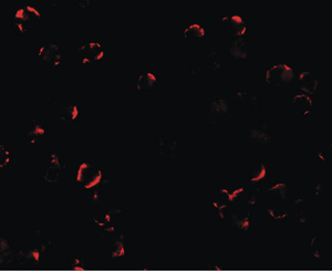 Immunocytochemistry/ Immunofluorescence - Anti-TRIM24 antibody (AB211300), expandable thumbnail
