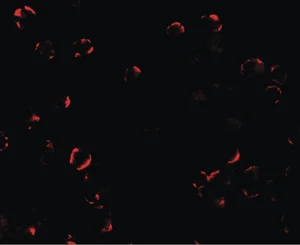 Immunocytochemistry/ Immunofluorescence - Anti-TRIM24 antibody (AB211300)