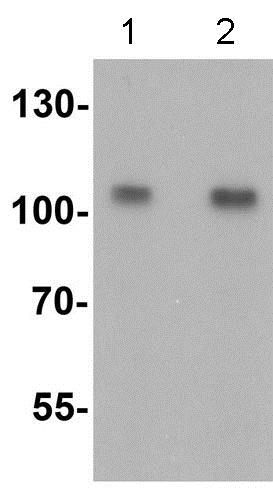 Western blot - Anti-TRIM24 antibody (AB211300), expandable thumbnail