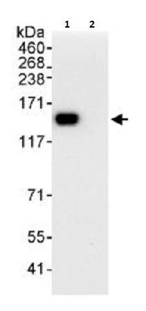 Immunoprecipitation - Anti-TRIM24 antibody (AB264150)