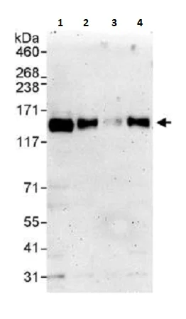 Western blot - Anti-TRIM24 antibody (AB264150)