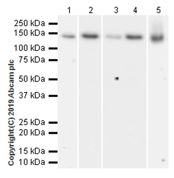 Western blot - Anti-TRIM24 antibody [EPR22825-2] (AB256491)