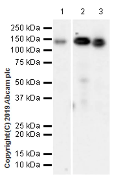 Western blot - Anti-TRIM24 antibody [EPR22825-2] (AB256491)