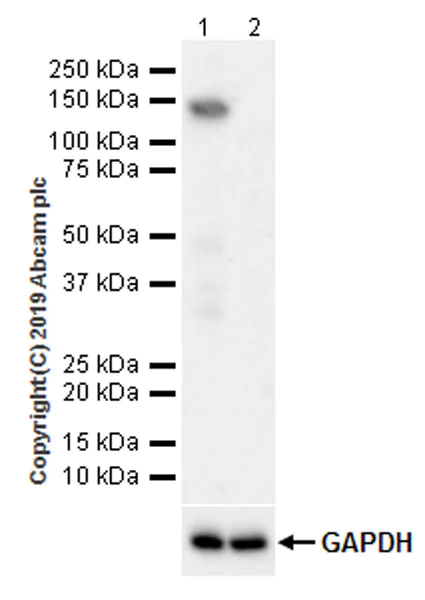 Western blot - Anti-TRIM24 antibody [EPR22825-2] (AB256491)
