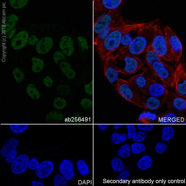 Immunocytochemistry/ Immunofluorescence - Anti-TRIM24 antibody [EPR22825-2] - BSA and Azide free (AB260000)