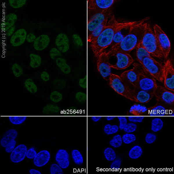 Immunocytochemistry/ Immunofluorescence - Anti-TRIM24 antibody [EPR22825-2] - BSA and Azide free (AB260000)