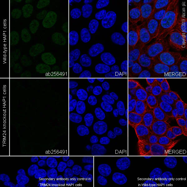 Immunocytochemistry/ Immunofluorescence - Anti-TRIM24 antibody [EPR22825-2] - BSA and Azide free (AB260000)