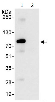 Immunoprecipitation - Anti-TRIM25/EFP antibody (AB245487)