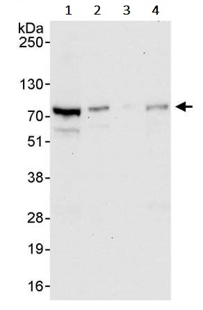 Western blot - Anti-TRIM25/EFP antibody (AB245487)