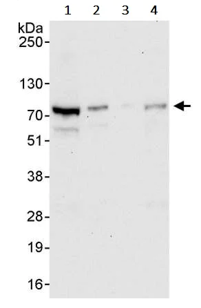 Western blot - Anti-TRIM25/EFP antibody (AB245487)