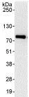 Immunoprecipitation - Anti-TRIM25/EFP antibody (AB86365)