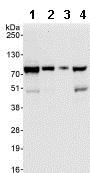 Western blot - Anti-TRIM25/EFP antibody (AB86365)