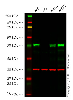Anti-TRIM25/EFP antibody [EPR7315]