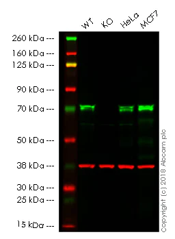 Western blot - Anti-TRIM25/EFP antibody [EPR7315] (AB167154)