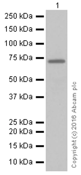 Western blot - Anti-TRIM25/EFP antibody [EPR7315] (AB167154)