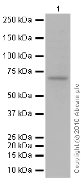 Western blot - Anti-TRIM25/EFP antibody [EPR7315] (AB167154)