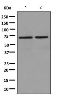 Western blot - Anti-TRIM25/EFP antibody [EPR7315] (AB167154)