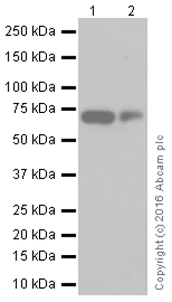 Western blot - Anti-TRIM25/EFP antibody [EPR7315] (AB167154)