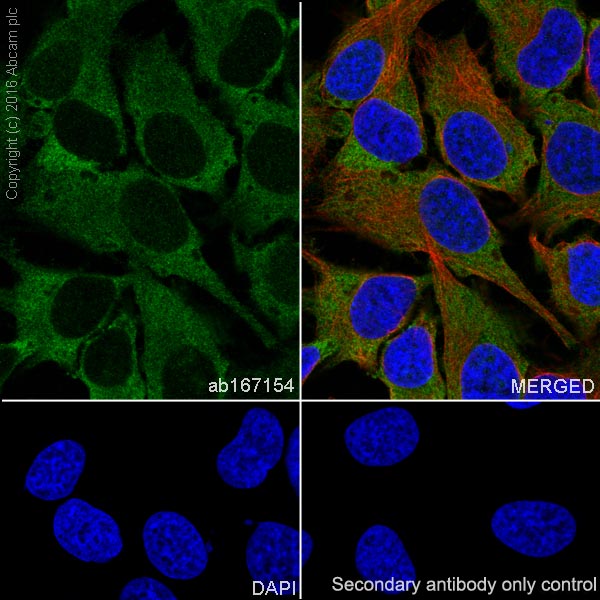 Immunocytochemistry/ Immunofluorescence - Anti-TRIM25/EFP antibody [EPR7315] - BSA and Azide free (AB232356), expandable thumbnail