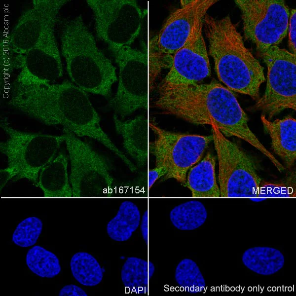 Immunocytochemistry/ Immunofluorescence - Anti-TRIM25/EFP antibody [EPR7315] - BSA and Azide free (AB232356)