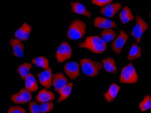 Immunocytochemistry/ Immunofluorescence - Anti-TRIM25/EFP antibody [EPR7315] - BSA and Azide free (ab232356), expandable thumbnail