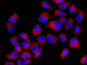 Immunocytochemistry/ Immunofluorescence - Anti-TRIM25/EFP antibody [EPR7315] - BSA and Azide free (AB232356)