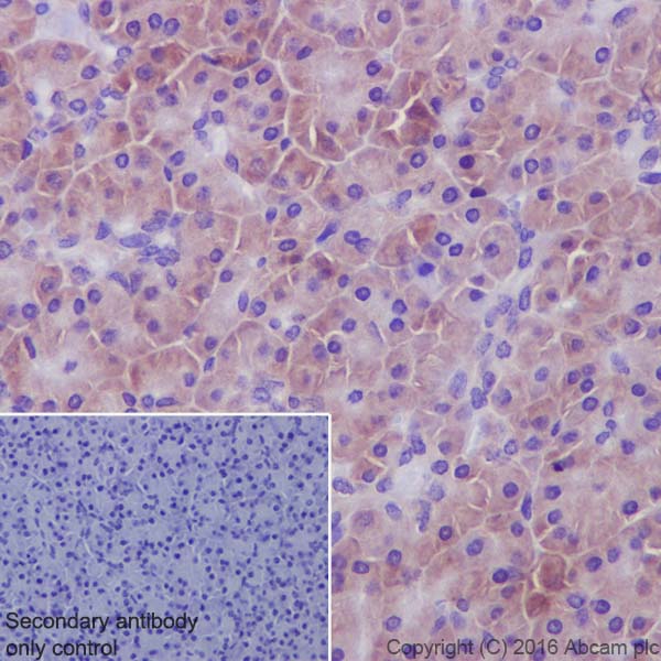 Immunohistochemistry (Formalin/PFA-fixed paraffin-embedded sections) - Anti-TRIM25/EFP antibody [EPR7315] - BSA and Azide free (AB232356), expandable thumbnail