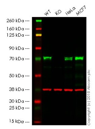 Western blot - Anti-TRIM25/EFP antibody [EPR7315] - BSA and Azide free (AB232356), expandable thumbnail
