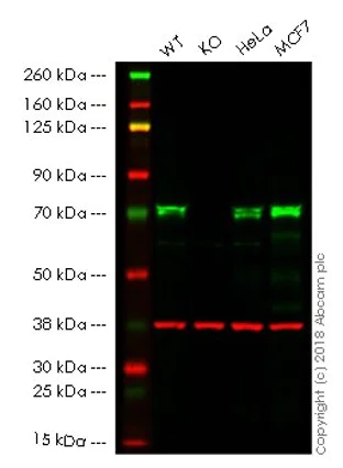Western blot - Anti-TRIM25/EFP antibody [EPR7315] - BSA and Azide free (AB232356)