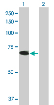 Western blot - Anti-TRIM26 antibody (AB89290)