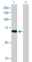 Western blot - Anti-TRIM26 antibody (AB89290)