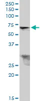 Western blot - Anti-TRIM26 antibody (AB89290)