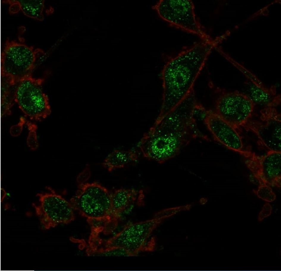 Immunocytochemistry - Anti-TRIM27 antibody [PCRP-TRIM27-1B3] - BSA and Azide free (AB277118), expandable thumbnail