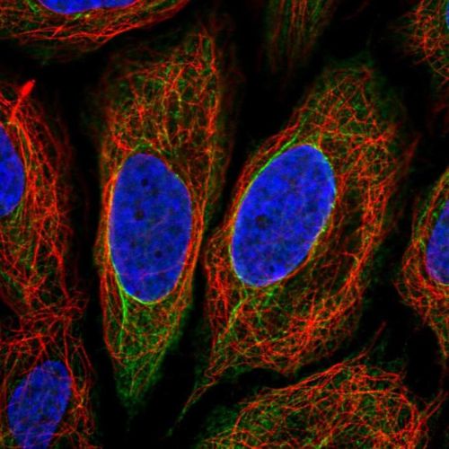 Immunocytochemistry/ Immunofluorescence - Anti-TRIM29 antibody (AB244380), expandable thumbnail