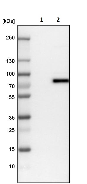 Western blot - Anti-TRIM29 antibody (AB244380), expandable thumbnail