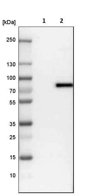 Western blot - Anti-TRIM29 antibody (AB244380)