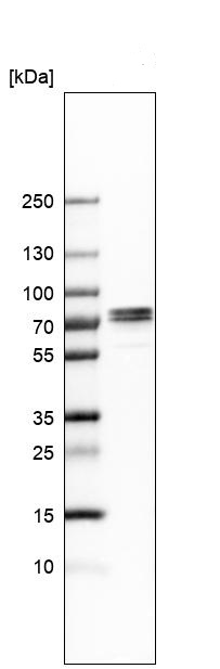 Western blot - Anti-TRIM29 antibody (AB244380), expandable thumbnail
