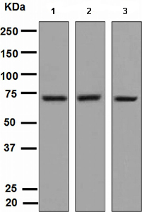 Western blot - Anti-TRIM29 antibody [EPR3494] (AB108627), expandable thumbnail