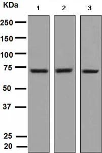 Western blot - Anti-TRIM29 antibody [EPR3494] (AB108627)