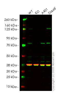 Western blot - Anti-TRIM29 antibody [EPR3494] - BSA and Azide free (AB247707)