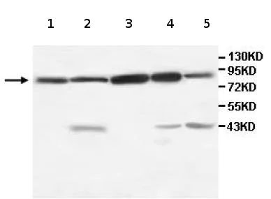 Western blot - Anti-TRIM3 antibody (AB111840)