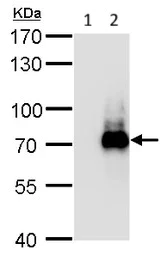 Western blot - Anti-TRIM32 antibody (AB96612)