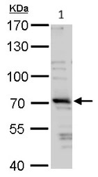 Western blot - Anti-TRIM32 antibody (AB96612)