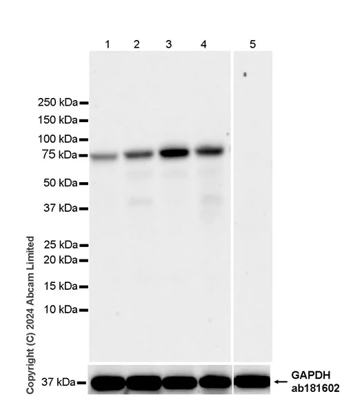 Western blot - Anti-TRIM32 antibody [EPR29683-521] - BSA and Azide free (AB325948)
