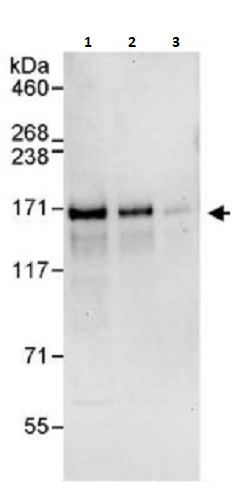 Western blot - Anti-TRIM33 antibody (AB264174)