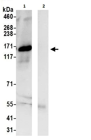 Immunoprecipitation - Anti-TRIM33 antibody (AB264175)