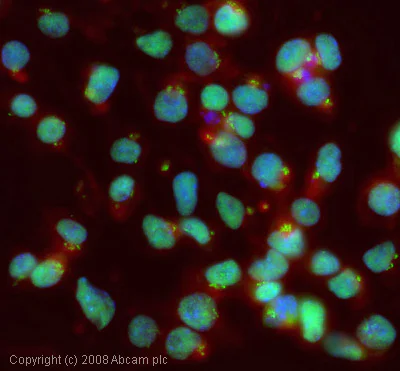 Immunocytochemistry/ Immunofluorescence - Anti-TRIM33 antibody (AB47062)