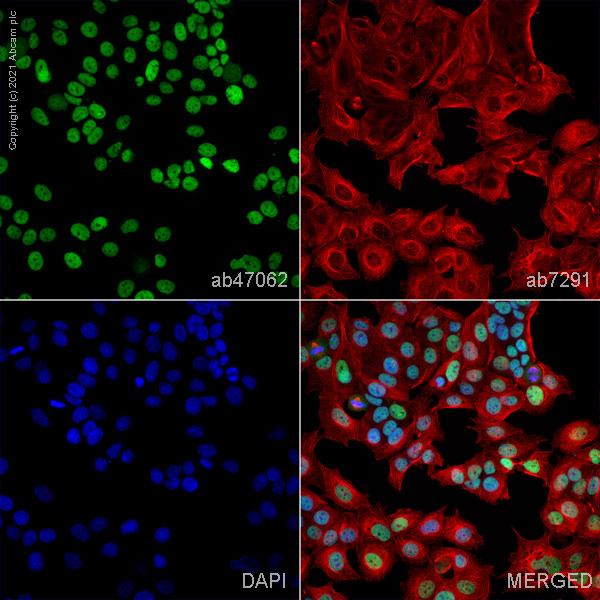 Immunocytochemistry/ Immunofluorescence - Anti-TRIM33 antibody (AB47062)
